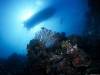 Подводный мир на дне морском