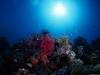 Подводный мир на дне морском