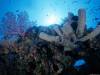 Подводный мир на дне морском