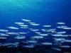 Подводный мир на дне морском
