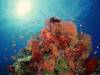 Подводный мир на дне морском