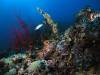 Подводный мир на дне морском