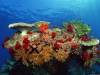 Подводный мир на дне морском