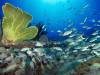Подводный мир на дне морском