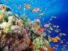Подводный мир на дне морском